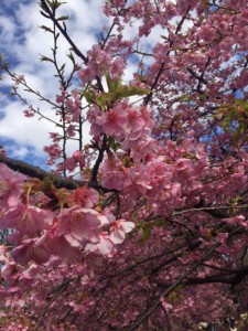 河津桜